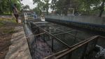 Budi Daya Ikan Nila di Boyolali Manfaatkan Aliran Sungai