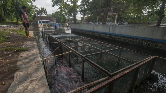 Aliran sungai untuk budi daya ikan Warga melihat ikan yang dibudidayakan pada keramba aliran Sungai Sungsang di Bendan, Banyudono, Boyolali, Jawa Tengah, Rabu (17/1/2024). Warga setempat memanfaatkan aliran sungai dari sumber mata air Pengging itu untuk budi daya ikan nila yang dapat dijual dari harga Rp30 ribu hingga Rp32 ribu per kilogram sehingga dapat meningkatkan ekonomi warga secara mandiri. ANTARA FOTO/Aloysius Jarot Nugroho/pras.