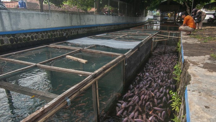 Aliran sungai untuk budi daya ikan Warga melihat ikan yang dibudidayakan pada keramba aliran Sungai Sungsang di Bendan, Banyudono, Boyolali, Jawa Tengah, Rabu (17/1/2024). Warga setempat memanfaatkan aliran sungai dari sumber mata air Pengging itu untuk budi daya ikan nila yang dapat dijual dari harga Rp30 ribu hingga Rp32 ribu per kilogram sehingga dapat meningkatkan ekonomi warga secara mandiri. ANTARA FOTO/Aloysius Jarot Nugroho/pras.