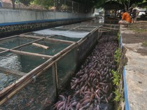 Budi Daya Ikan Nila di Boyolali Manfaatkan Aliran Sungai