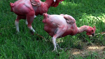 Ayam Tak Berbulu. Ayam tak berbulu diciptakan manusia untuk kepentingan komersial. Jenis ayam ini diyakini memiliki sejumlah manfaat, seperti pertumbuhan yang cepat, kalori yang lebih rendah, dan jejak ekologi yang lebih sedikit. Foto: via PopScience