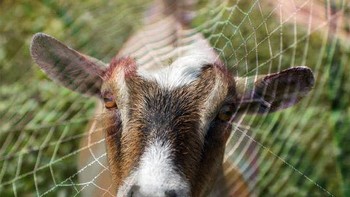 Kambing Laba-laba. Pada 2012, ilmuwan di University of Wyoming merekayasa kambing dengan mengubah DNA-nya agar bisa dimasukkan DNA laba-laba. Dengan eksperimen ini, kambing akan menghasilkan susu yang dapat dimurnikan, dikeringkan, lalu dipintal menjadi sutra mirip jaring laba-laba. Foto: via PopScience