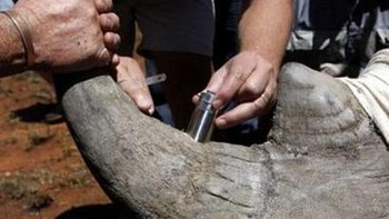 Badak Bercula GPS. Terkadang hewan-hewan yang berada di habitat aslinya sulit untuk dilacak. Karenanya, menanamkan GPS pada hewan menjadi salah satu cara untuk menjangkau keberadaan mereka. Hal ini dilakukan pada badak di suaka margasatwa Mafikeng di Afrika Selatan. Foto: via PopScience