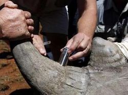 Hewan Eksperimen Manusia, Babi Six Pack Hingga Tikus Glow in the Dark