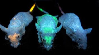 Tikus Glow in the Dark. Ilmuwan di California Institute of Technology menciptakan tikus yang dapat bersinar dalam gelap pada 2002. Mereka menyuntikkan virus yang mengandung gen ubur-ubur ke dalam embrio tikus bersel tunggal untuk menghasilkan fluoresensi hijau yang seakan-akan dapat menyala. Foto: via PopScience