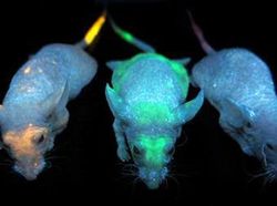 Hewan Eksperimen Manusia, Babi Six Pack Hingga Tikus Glow in the Dark