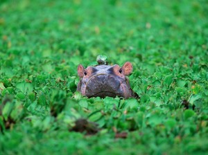 Ini 10 Hewan Paling Berbahaya di Dunia yang Harus Diwaspadai, Gajah Termasuk