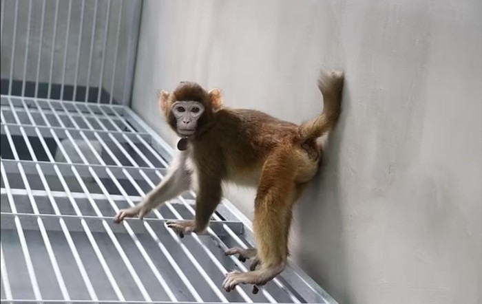 Kloning monyet rhesus