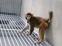 Video: 43 Monyet Kabur dari Lab, Warga Diminta Tutup Jendela-Pintu