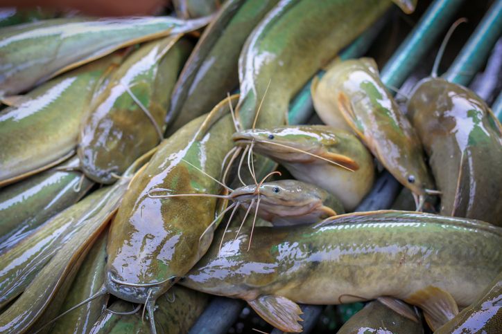 Ikan Lele yang Murah dan Kaya Nutrisi Punya 4 Manfaat Sehat Ini