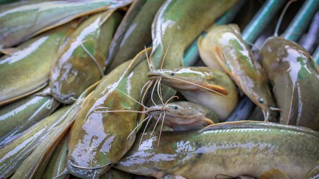 Ikan Lele yang Murah dan Kaya Nutrisi Punya 4 Manfaat Sehat Ini