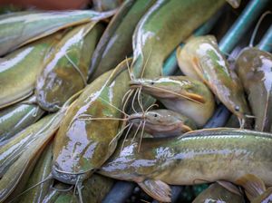Nggak Kalah dari Salmon! Ini 6 Ikan Lokal Kaya Omega-3 yang Rasanya Enak