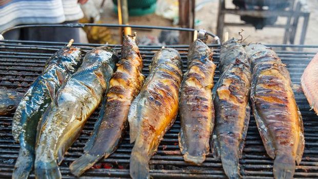 Manfaat makan ikan lele Ikan Lele yang Murah dan Kaya Nutrisi Punya 4 Manfaat Sehat Ini
