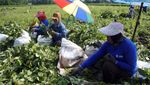 Mantul! Kedelai Edamame Asal Jember Tembus Pasar Luar Negeri