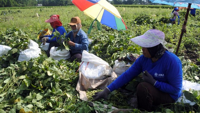 Mantul! Kedelai Edamame Asal Jember Tembus Pasar Luar Negeri Tiga pekerja mengolah kedelai sayur (Edamame) di PT Gading Mas Indonesia Teguh (GMIT) di Jember, Jawa Timur, Rabu (17/1/2024). Produsen asal Jember yang memproduksi dan mengolah kedelai Edamame sebanyak 6.000 ton per tahun dan bermitra dengan 53 orang petani tersebut telah mengekspor produknya kesejumlah negara seperti Jepang, Singapura, Malaysia, dan India. ANTARA FOTO/Seno/wpa.