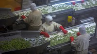 Kedelai Edamame tersebut telah mengekspor produknya kesejumlah negara seperti Jepang, Singapura, Malaysia, dan India. 