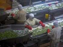 Mantul! Kedelai Edamame Asal Jember Tembus Pasar Luar Negeri