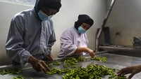 Produsen asal Jember tersebut mampu memproduksi dan mengolah kedelai Edamame sebanyak 6.000 ton per tahun dan bermitra dengan 53 orang petani.