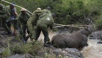 Kenya telah memulai proyek relokasi badak terbesar yang pernah ada dan memulai pekerjaan sulit pada hari Selasa untuk melacak, melesatkan dan memindahkan 21 hewan yang sangat terancam punah ratusan mil dengan truk ke rumah baru. Upaya sebelumnya untuk memindahkan badak ke negara Afrika Timur pada tahun 2018 adalah sebuah bencana karena 11 hewan yang direlokasi tersebut mati.