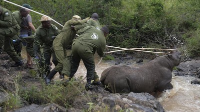 Misi Kenya Cegah Kepunahan Badak Hitam