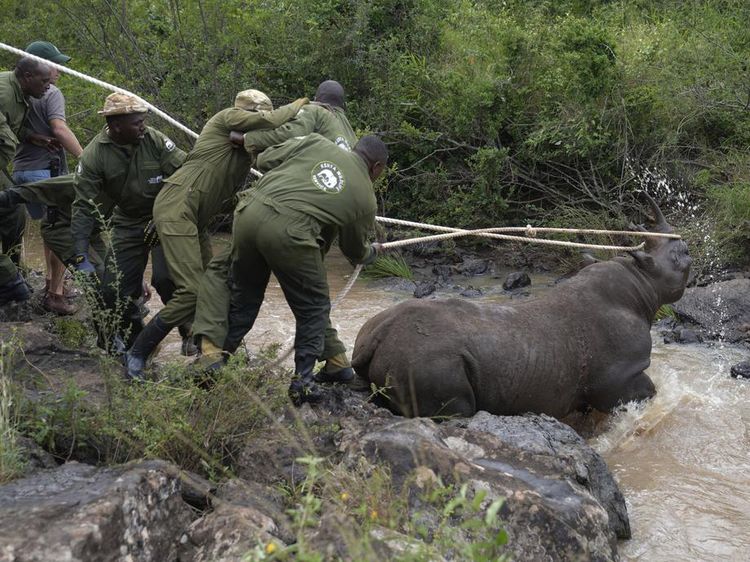 Misi Kenya Cegah Kepunahan Badak Hitam
