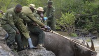 Badak hitam dalam relokasi ini adalah campuran jantan dan betina dan dipindahkan dari tiga taman konservasi ke Loisaba Conservancy milik swasta di Kenya tengah. Relokasi ini menunjukkan keberhasilan relatif Kenya dalam menghidupkan kembali populasi badak hitam, yang merosot hingga di bawah 300 ekor pada pertengahan tahun 1980an karena perburuan liar, sehingga menimbulkan kekhawatiran bahwa hewan-hewan tersebut akan punah selamanya di negara yang terkenal dengan kekayaan satwa liarnya.