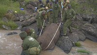 Badak-badak tersebut dipindahkan karena jumlah badak di ketiga taman nasional tersebut terlalu banyak dan mereka membutuhkan lebih banyak ruang untuk berkeliaran dan berkembang biak. Otoritas satwa liar Kenya mengatakan negaranya berencana meningkatkan populasi badak hitam menjadi sekitar 2.000 ekor, yang mereka yakini merupakan jumlah ideal mengingat tersedianya ruang bagi mereka di taman nasional dan swasta.