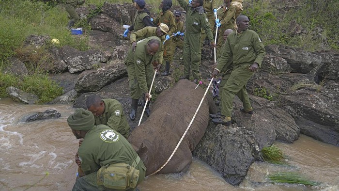 Misi Kenya Cegah Kepunahan Badak Hitam Kenya Wildlife Service rangers and capture team pull out a sedated black rhino from the water in Nairobi National Park, Kenya Tuesday, Jan. 16, 2024. Kenya has embarked on its biggest rhino relocation project ever and began the difficult work Tuesday of tracking, darting and moving 21 of the critically endangered beasts, which can each weigh over a ton, hundreds of miles in trucks to a new home. A previous attempt at moving rhinos in the East African nation in 2018 was a disaster as all 11 of the animals died. (AP Photo/Brian Inganga)