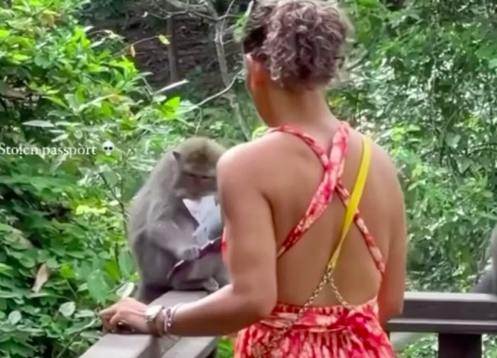 Monyet nakal robek paspor turis di monkey forest