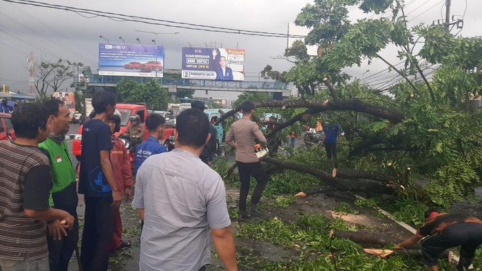 Pohon tumbang di depan Mtos Makassar, Sulsel.