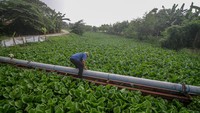 Tumbuhan gulma yang hidup mengapung di atas air itu menyebabkan pendangkalan sungai serta mengganggu aliran sungai dan menjadi salah satu penyebab sering terjadinya banjir di kawasan itu.