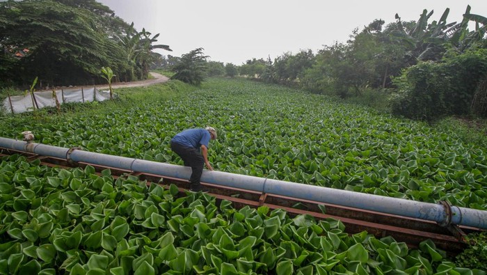 Sungai Prasung dipenuhi enceng gondok Warga melihat sungai yang dipenuhi tumbuhan Eceng gondok (Eichhornia crassipes) di Sungai Prasung, Buduran, Sidoarjo, Jawa Timur, Rabu (17/1/2024). Tumbuhan gulma yang hidup mengapung di atas air itu menyebabkan pendangkalan sungai serta mengganggu aliran sungai dan menjadi salah satu penyebab sering terjadinya banjir di kawasan itu. ANTARA FOTO/Umarul Faruq/pras.
