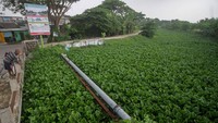 Warga melihat sungai yang dipenuhi tumbuhan Eceng gondok (Eichhornia crassipes) di Sungai Prasung, Buduran, Sidoarjo, Jawa Timur, Rabu (17/1/2024).