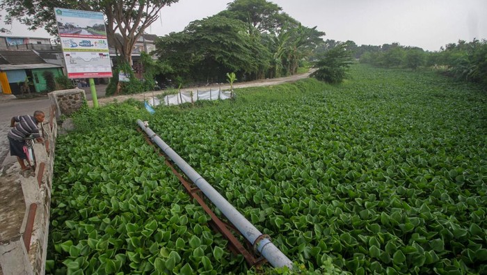Warga melihat sungai yang dipenuhi tumbuhan Eceng gondok (Eichhornia crassipes) di Sungai Prasung, Buduran, Sidoarjo, Jawa Timur, Rabu (17/1/2024). Tumbuhan gulma yang hidup mengapung di atas air itu menyebabkan pendangkalan sungai serta mengganggu aliran sungai dan menjadi salah satu penyebab sering terjadinya banjir di kawasan itu. ANTARA FOTO/Umarul Faruq/pras.