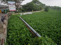Sungai Prasung Sidoarjo Dipenuhi Eceng Gondok