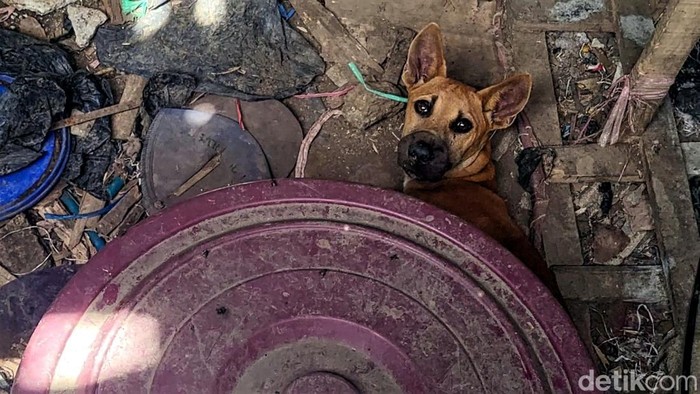 Tempat ekseskusi dan penjualan daging anjing di Sukabumi, Jawa Barat