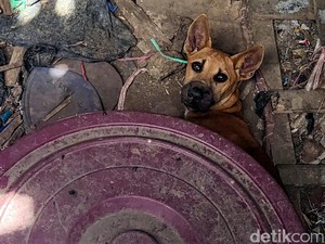 Rintihan Anjing Liar di Tangan Jagal dari Tepi Hutan Sukabumi