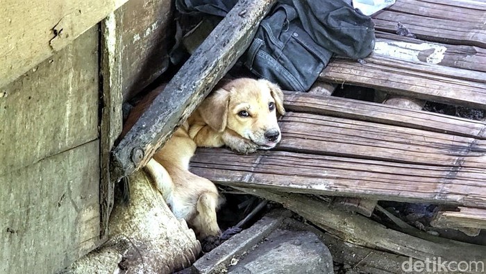Tempat ekseskusi dan penjualan daging anjing di Sukabumi, Jawa Barat