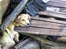 Gonjang-ganjing Daging Anjing: Dari Tepi Hutan ke Meja Makan