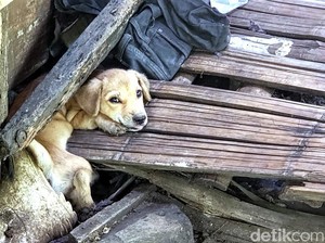 Aturan Tanpa Jeratan Sanksi Perdagangan Daging Anjing di Sukabumi