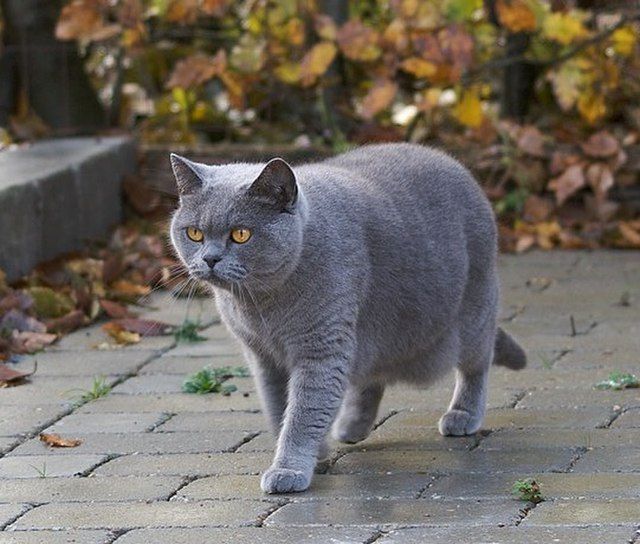 Nama fashion kucing british shorthair