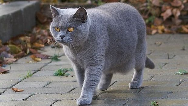 Kucing ras British Shorthair.