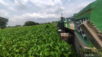 Eceng Gondok juga terlihat menutupi aliran sungai di dekat jembatan Desa Prasung.