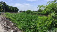 Dari pantauan detikjatim, Sungai Prasung tersebut di penuhi eceng gondok sepanjang 2 Kilometer.
