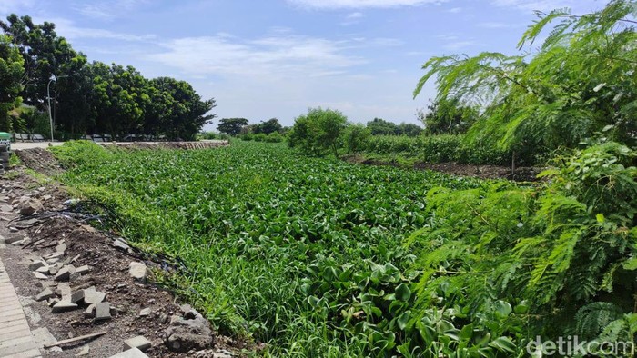 Sungai Prasung yang berada di Desa Prasung, Sidoarjo dipenuhi eceng gondok sepanjang 2 kilometer, Kamis (18/1/2024).