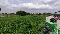Kemunculan eceng gondok yang memenuhi Sungai Prasung tersebut sejak akhir tahun lalu.