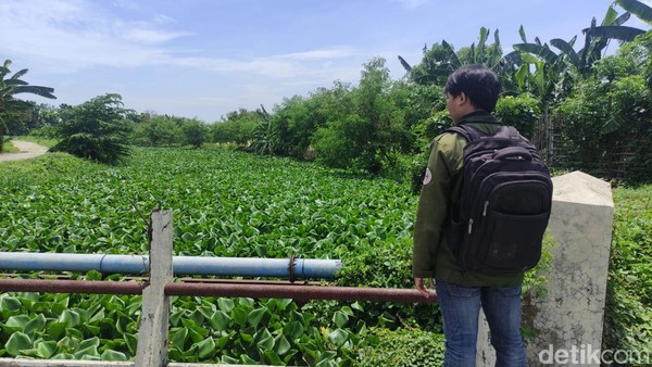 Sungai Prasung Sidoarjo Tertutup Eceng Gondok Sepanjang 2 KM