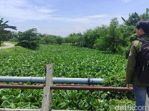 Sungai Prasung Sidoarjo Tertutup Eceng Gondok Sepanjang 2 KM