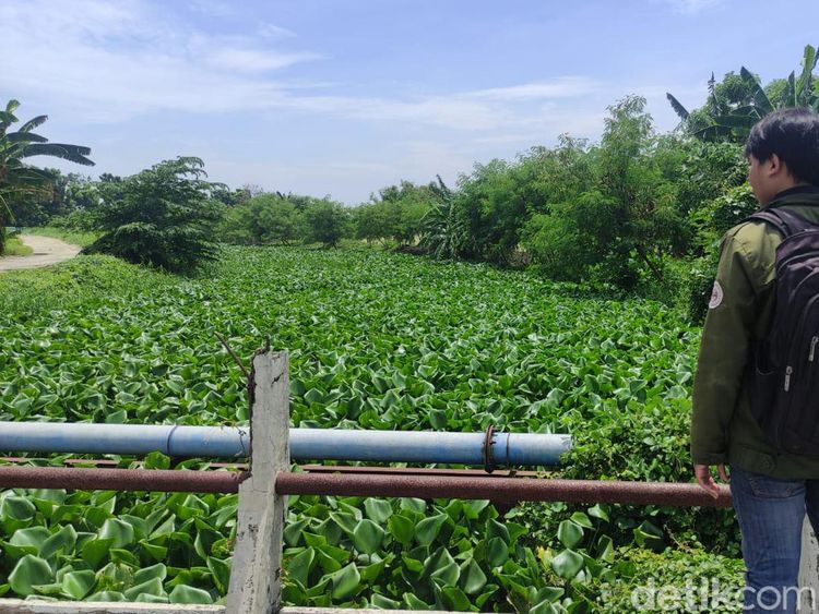 Sungai Prasung Sidoarjo Tertutup Eceng Gondok Sepanjang 2 KM