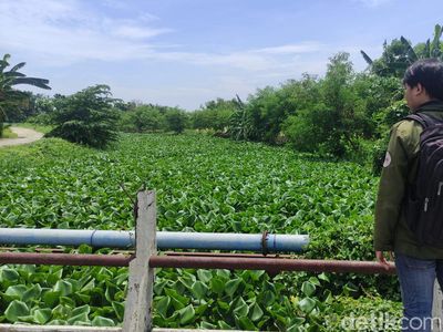 Sungai Prasung Sidoarjo Tertutup Eceng Gondok Sepanjang 2 KM